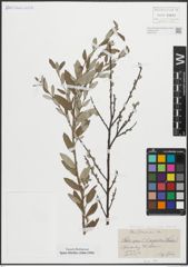 Foto von Salix repens subsp. argentea (Sm.) G. Camus & A. Camus